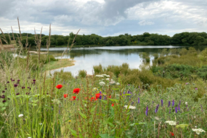 L'objectif d'Holcim France est clair : atteindre un impact positif net sur la nature d'ici 2030, intégrant la préservation des éco-systèmes dans l'ensemble de sa chaîne de valeur. [©Holcim France]